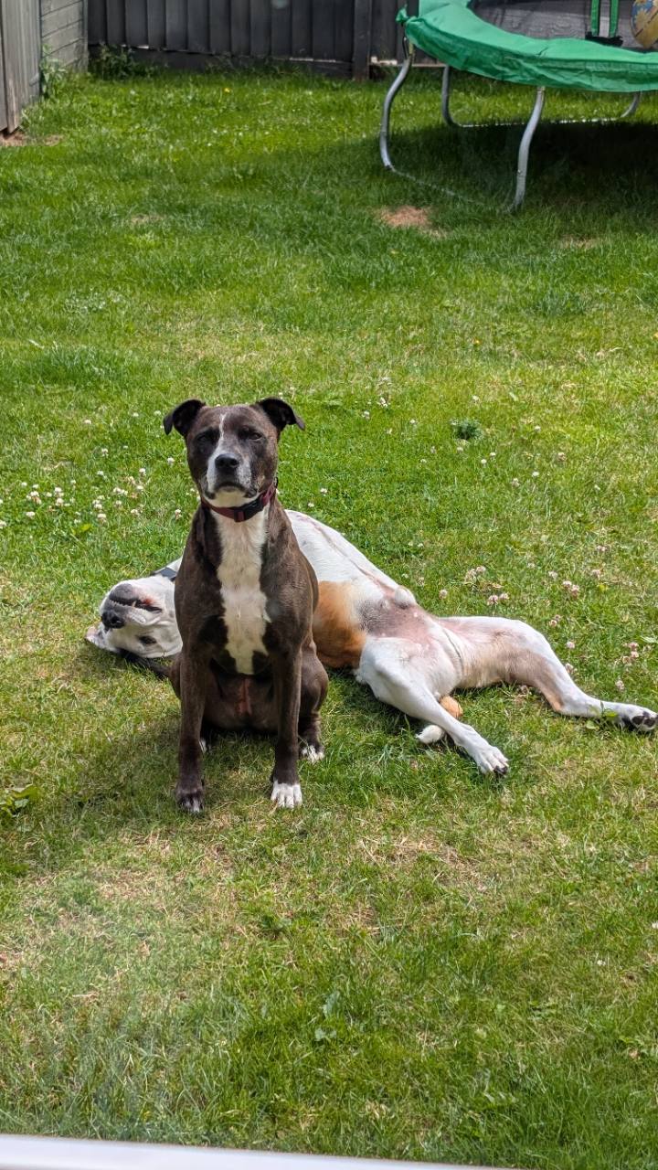 Oscar and Skye relaxing in the garden